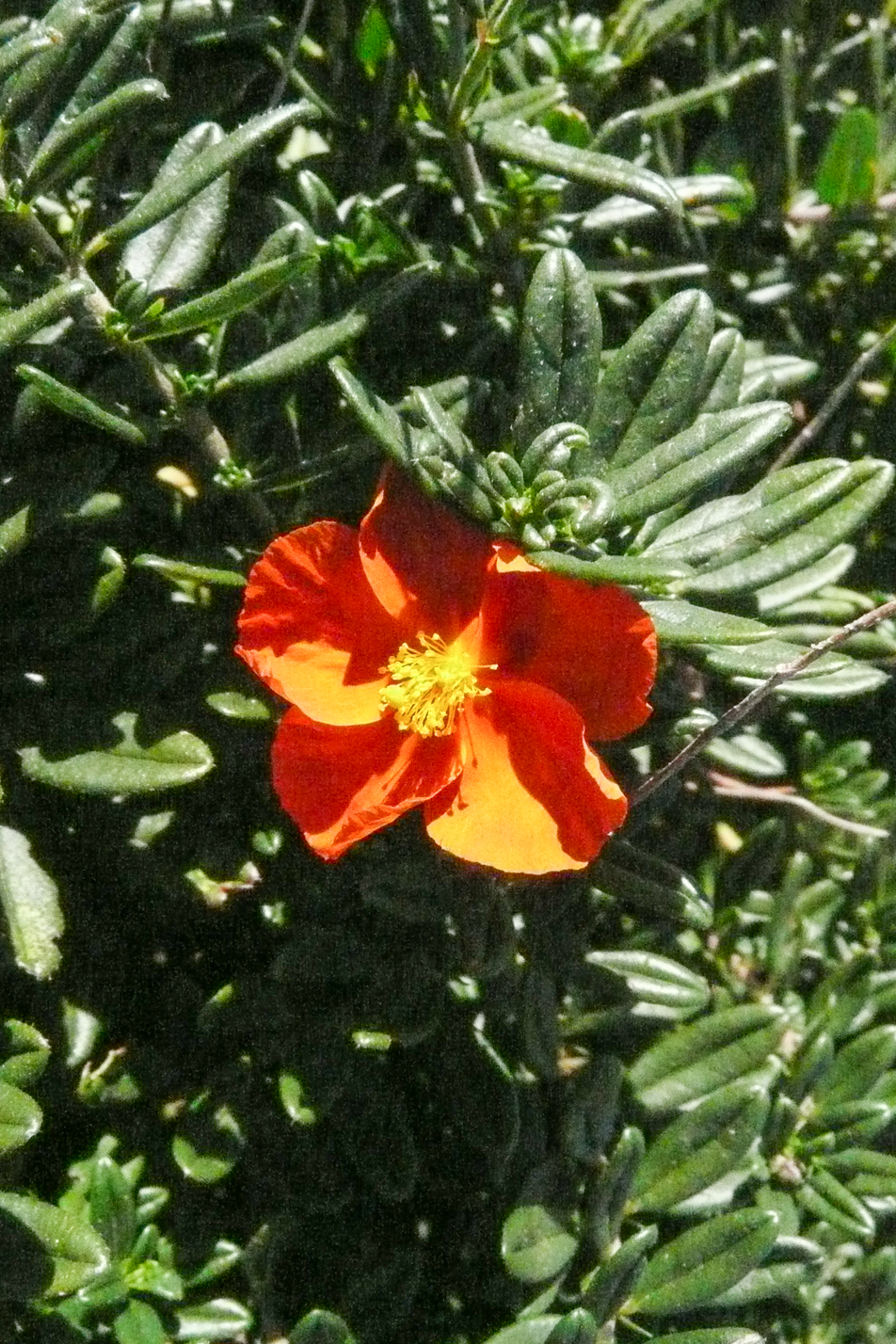 Sunrose